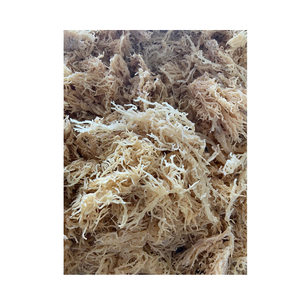 100% musgo marino de oro de alta calidad Natural no salado/Algas Marinas de musgo irlandés/Algas Marinas Eucheuma Cottonii secas al sol silvestres - Product Image 5