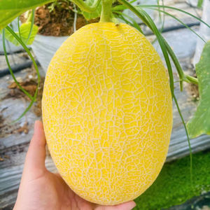 Melón Fresco de Melón Melón Verde Originario de Vietnam Cultivado en Invernadero 100% Orgánico Calidad Premium Vida Útil 60 Días Almacenamiento en Frío y Seco - Product Image 1