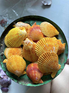 Concha de Vieira Natural Premium, Concha Marina Blanca de Gran Tamaño, Seleccionada a Mano, Espécimen Oceánico para Decoración Costera y Exhibición en el Hogar - Product Image 2