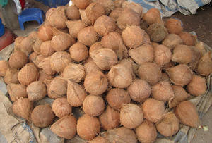 Coco maduro Precio al por mayor Directo de la fábrica Coco seco Exportación de Vietnam Alta calidad y precio barato Coco Maduro - Product Image 3