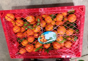 Naranja Shatang Fresca de Nueva Cosecha, Fruta Dulce, Naranja Santang, Naranja Mandarina Fresca - Product Image 2