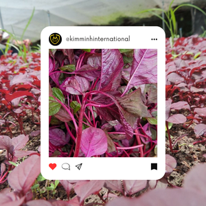 ใบผักโขมแช่แข็ง/ใบผักโขมสับจากเวียดนาม - Product Image 2