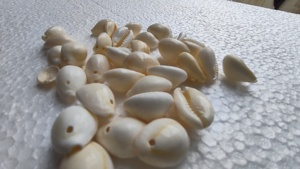 Conchas de Dentalium Rojas Naturales Lisas, Ecológicas, Hechas a Mano, Tamaño 1.5-2 Pulgadas, para Hacer Collares, Joyería Nativa, Artesanía Aborígene - Product Image 6