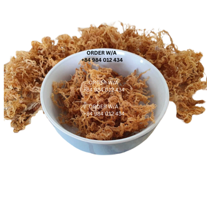 100% Pure Sea Moss: Golden Irish Sea Moss, Wildcrafted a precios al por mayor - Product Image 2