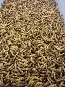 Gusanos vivos ricos en nutrientes para alimentación animal/Katty - Product Image 4