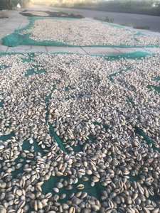 500 g/bolsa de cuentas de concha ovalada Natural blanca sin agujeros encanto cauri Conch cuentas espaciadoras sueltas para fabricación de joyería pulsera DIY - Product Image 3