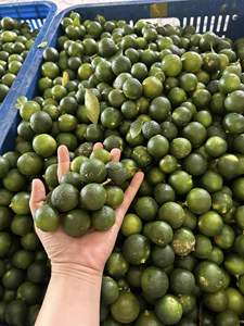 PUREE CALAMANSI CONGELÉE VIETNAMIENNE POUR BOISSONS SAUCES MÉLANGES À COCKTAIL ET FOURNISSEURS DE PRODUITS SAINS OEM - Product Image 6