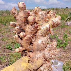 Jengibre Fresco de Vietnam de Alta Calidad con Proveedor de Grado de Exportación - Product Image 4