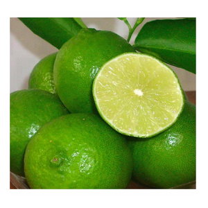 Citron vert congelé d'origine vietnamienne longue durée et riche en saveur pour la préparation des aliments utilisés par les usines alimentaires et les restaurants - Product Image 4