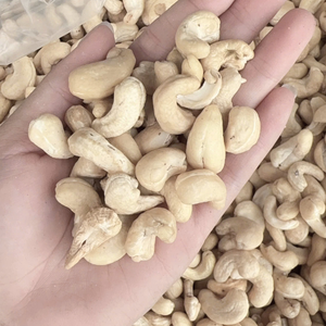 เม็ดมะม่วงหิมพานต์ดูไบ2023เม็ดมะม่วงหิมพานต์ W320เม็ดมะม่วงหิมพานต์ WW180 WW240วันต่อวัน WW320จัดส่ง - Product Image 1