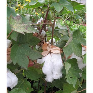 Coton brut biologique de qualité textile (Gossypium Arboreum) blanchi de qualité A pour les unités de filature et de tissage en gros du Brésil - Product Image 6
