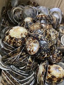 Fournisseur en gros de coquillages naturels vietnamiens, coquillages décoratifs faits à la main - Product Image 5