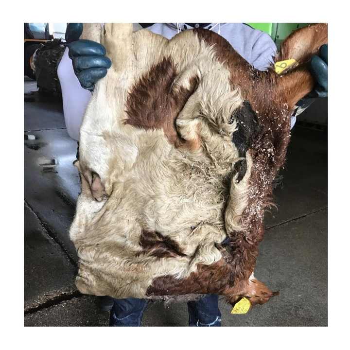 Kualitas tinggi harga grosir murah kulit sapi asin basah mentah/kulit sapi kering/kulit untuk dijual