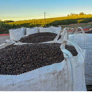 Granos de Café Verde Brasileño de Especialidad 85 Plus Screen 15 Up, Lotes Trasladables Fermentados Naturalmente de Minas Gerais Fazenda Cetec - Product Image 6