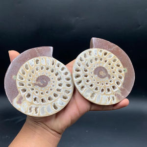 Paire d'Ammonites du Timor, pierres décoratives semi-polies, ensemble d'Ammonites naturelles assorties pour l'exposition, les collectionneurs et la vente en gros - Product Image 1