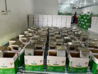 HETE AANBIEDING Verse Rauwe Gedroogde Cashewnoten WW 180/240/320 Stuks HACCP Gecertificeerd 24 Maanden Houdbaarheid Vietnam KPRO Merk