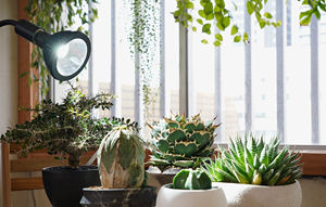 Vente en gros 20W grand lampadaire LED de croissance des plantes Design moderne pour serre et salon 100 tension d'entrée - Product Image 4