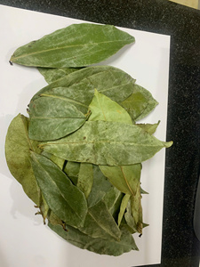 Hojas de Guanábana secas frescas/hoja de Graviola buen precio 2025 - Product Image 3