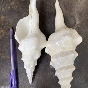 Conchas marinas de grado superior bien pulidas, Vietnam, seleccionadas a mano para artesanías y diseño de interiores, decoración ecológica de conchas marinas - Product Image 1