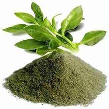 Andrographis Paniculate du fabricant professionnel extrait de poudre de feuille de Kalmagh sèche 100% bouteille naturelle pure vente en gros en vrac - Product Image 4