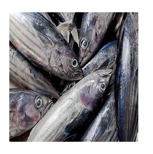 Morue fraîche congelée entière / Morue entière ronde congelée à vendre - Product Image 2