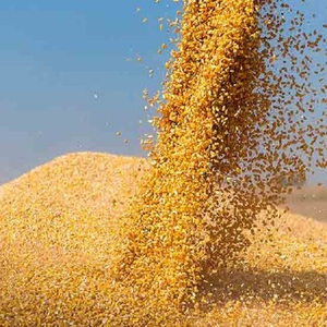 Premium Quality Corn Animal <strong>Feed</strong> <strong>for</strong> <strong>Cattle</strong> &amp; Fish High Quality Nutrition 25kg Bag Fast Delivery - Product Image 6