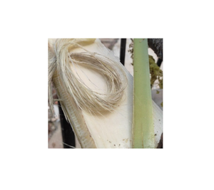 FIBRE LÉGÈRE ET MINCE FAITE EN FIBRE DE BANANE-CORDON DE BANANE ÉCOLOGIQUE POUR LE FILAGE HUMIDE DANS L'INDUSTRIE TEXTILE 99 GOLD DATA BRAND - Product Image 6