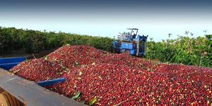 เมล็ดกาแฟคั่วและสีเขียวเกรดซักจากเคนยาสด - Product Image 2