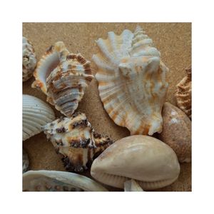 Figuras de Conchas Marinas Hechas a Mano de Primera Calidad para Exhibición Diaria y para Utilizar como Únicos Recipientes para Guardar Llaves y Monedas - Product Image 6