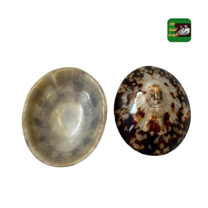 Vente en gros de coquillages à patelle Texture naturelle coquillage pour décoration unique Approvisionnement en vrac - Product Image 1