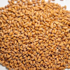 Granos de Trigo Premium al por Mayor, Grano de Trigo Duro Certificado de Alto Estándar - Granos Largos Marrones, 100% Pureza, 11-12% de Proteína - Product Image 3