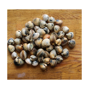 Approvisionnement en vrac de coque purifiée fraîche de qualité supérieure en gros coque fraîche océanique abordable - Product Image 1