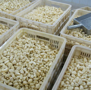 Ail surgelé IQF de haute qualité du Vietnam Ail entier pelé et gousses d'ail Bon prix Approvisionnement en vrac/ Mme Kana - Product Image 4