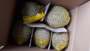 Vente en gros de durian congelé de haute qualité à bon prix exporté du Viet Nam - Product Image 4