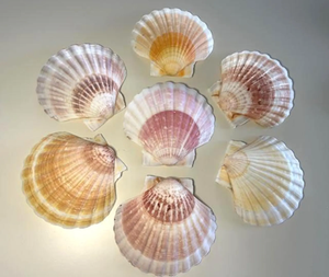 Conchas de vieira reales disponibles en varios tamaños para envasar mariscos o hacer artículos decorativos - Product Image 3