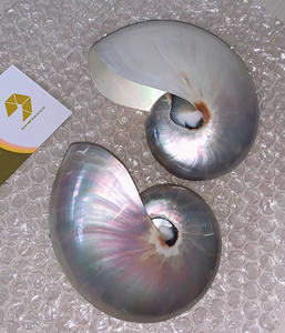 Cámara Nautilu Shell Caracol de mar Concha gigante Concha natural para decoración-Ms Caryln 0084935825297 - Product Image 3