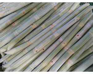 Iqf อ้อยแช่แข็งพร้อมสำหรับการผลิตเครื่องดื่ม - Product Image 6