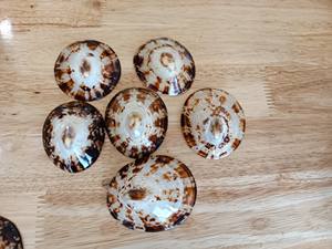 Coquilles ovales de Offre Spéciale-Coquille décorative de haute qualité du Vietnam pour faire de l'art de coquille de 99 métiers d'or - Product Image 5