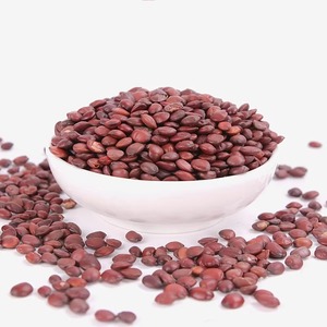 เมล็ดพุทราป่าแท้เกรดสูง - Product Image 2