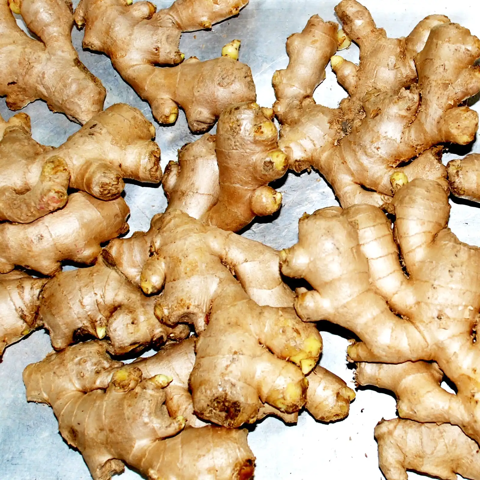 Wholesale Price Fresh and Dried Ginger for sale best market price