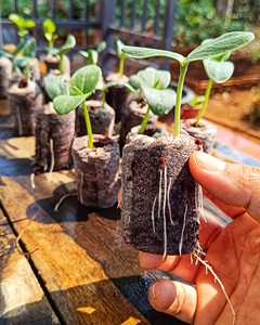 เม็ดมะพร้าวพรุสำหรับการเพาะเมล็ดที่ย่อยสลายได้ง่ายและเป็นมิตรกับสิ่งแวดล้อม - Product Image 6