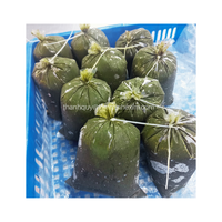 Melon amer congelé/Feuilles de courge amère Emballage en vrac de haute qualité 0.5kg du Vietnam-KIM MINH INTERNATIONAL