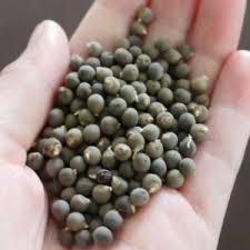 150 pezzi semi di tipo lungo Hobby balcone Okra Adana semi di gombo nativi regalo a sorpresa - Product Image 5
