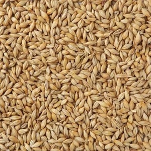 Granos de Cebada Secos, Enteros, Amarillos, Sin OMG, Orgánicos, Legumbres a Granel, Malta de Cebada de Tailandia para Cocinar y Procesar - Product Image 4