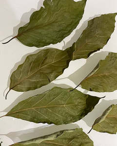 ใบอะโวคาโดแห้งธรรมชาติ ตัดเป็นชิ้น |   สินค้าจำนวนมากและฉลากส่วนตัว - Product Image 6