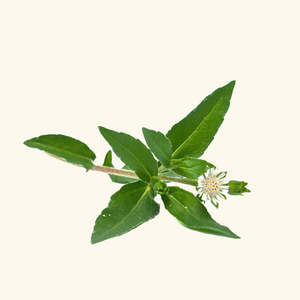 Aceite Orgánico de Bhringraj para Cabello Dañado, Hidratante, Vegano, a Base de Aceite de Coco Herbal, Nutritivo - Product Image 1