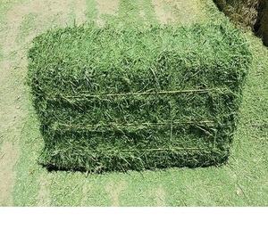 Heno puro de alfalfa para la alimentación de caballos y ganado - Product Image 1