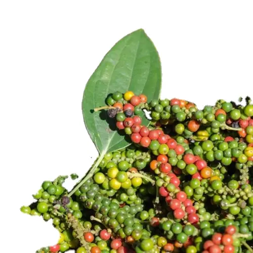 Hot Selling Spices Factory Großhandel 500gl-550gl Vietnam Black Pepper Gewürze Black Pepper