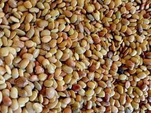 Frijoles Kulthi Secos Premium, Ricos en Proteínas, Suministrados a Granel para Compradores Globales, Mayoristas, Exportadores y Nutritivos - Product Image 6