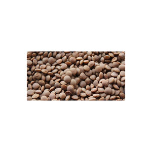 Vente en gros Style frais de graines de lentilles pour les supermarchés et les marchés biologiques - Product Image 1